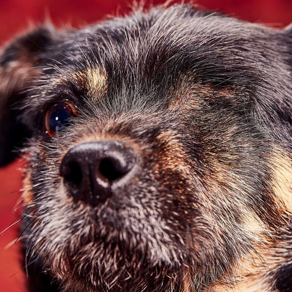 Calendrier chiens collaboration hppy nest centdegres 501