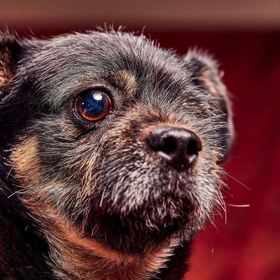 Calendrier chiens collaboration hppy nest centdegres 511