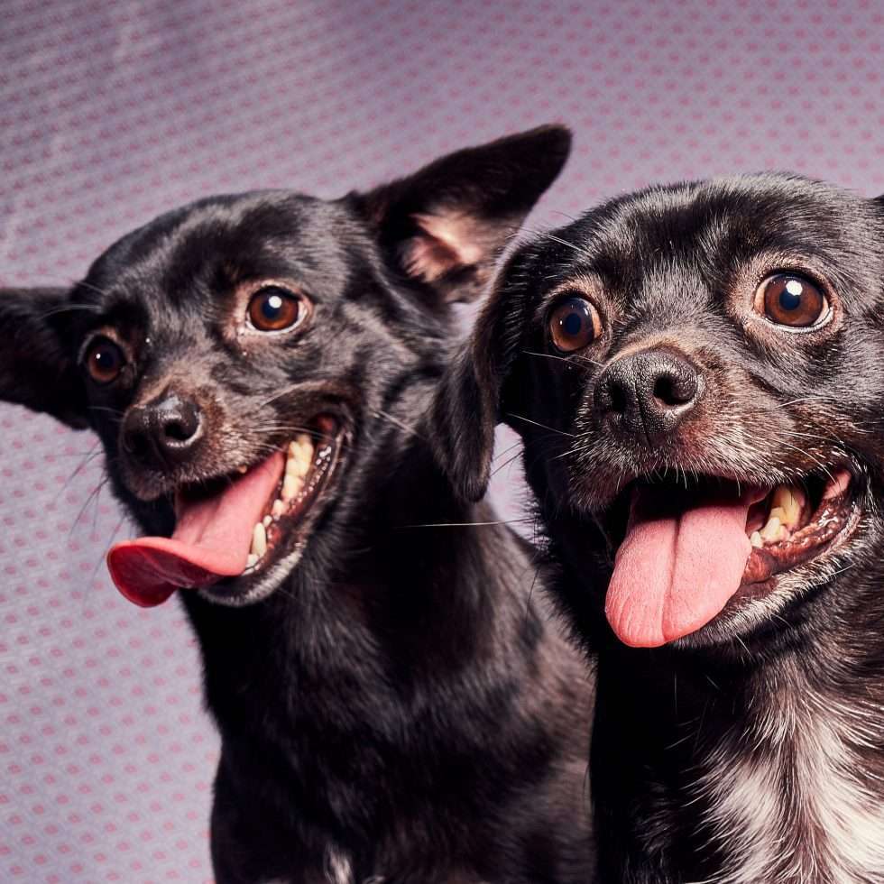 Calendrier chiens collaboration hppy nest centdegres 521