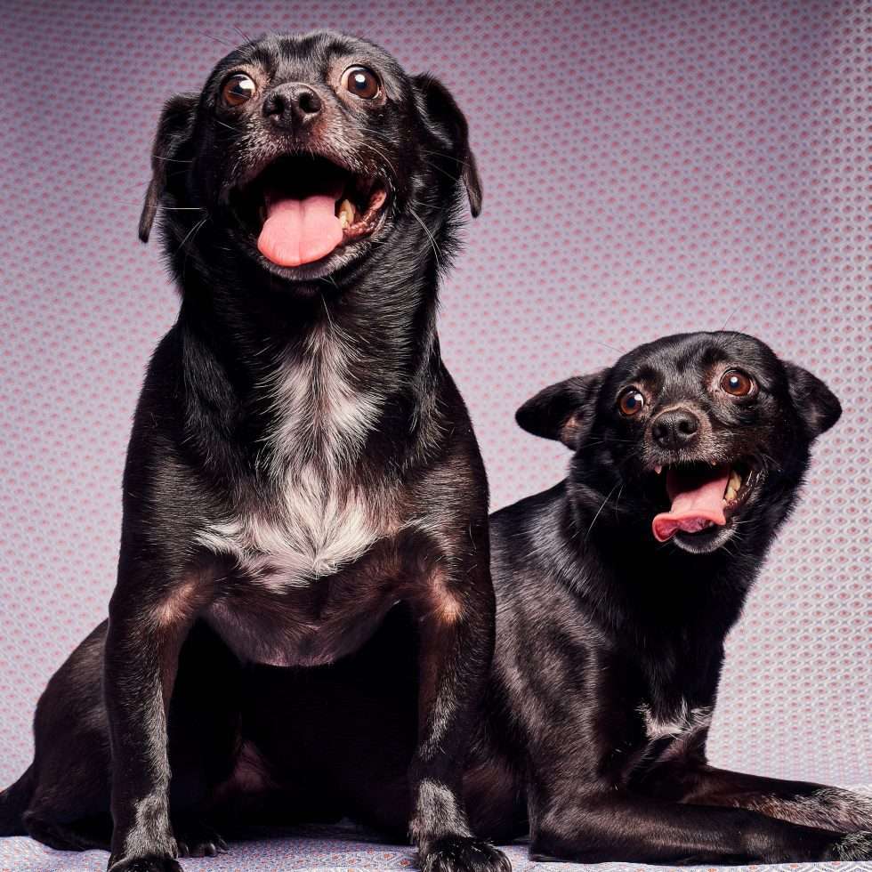 Calendrier chiens collaboration hppy nest centdegres 531