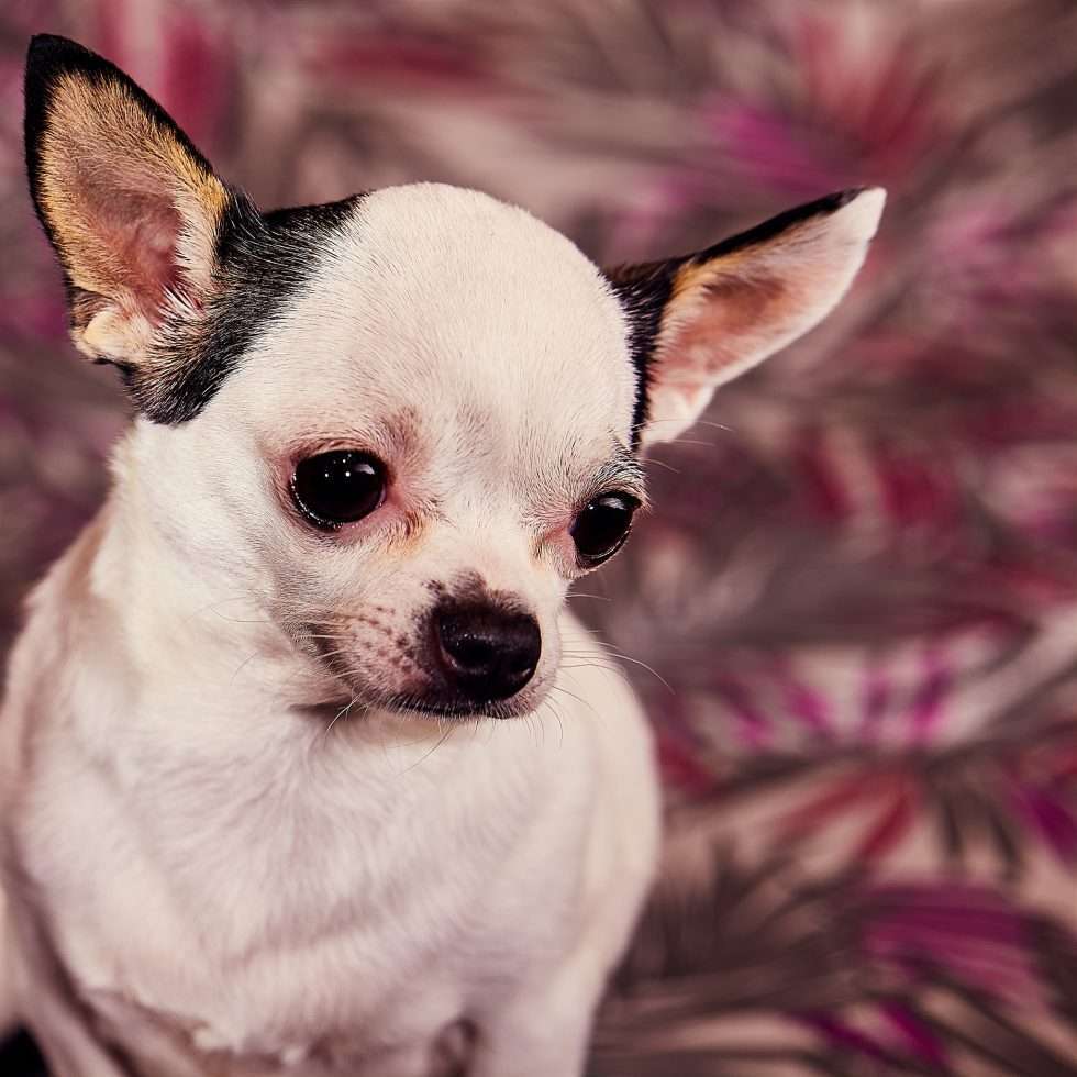 Calendrier chiens collaboration hppy nest centdegres 541