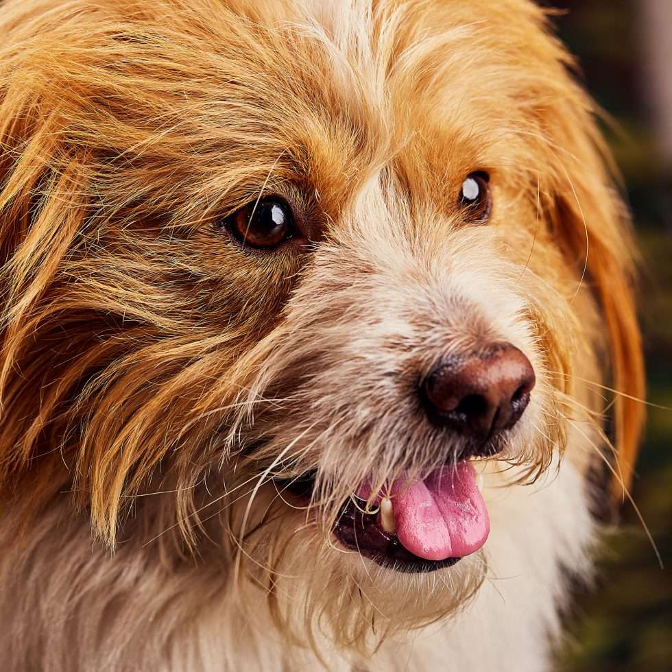 Calendrier chiens collaboration hppy nest centdegres 551