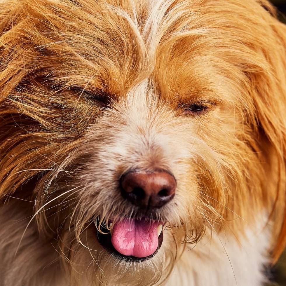 Calendrier chiens collaboration hppy nest centdegres 561