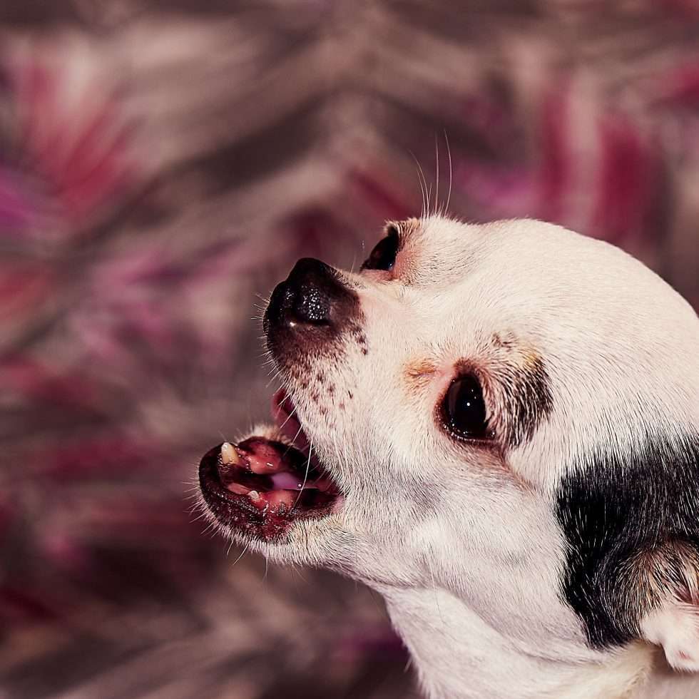 Calendrier chiens collaboration hppy nest centdegres 571