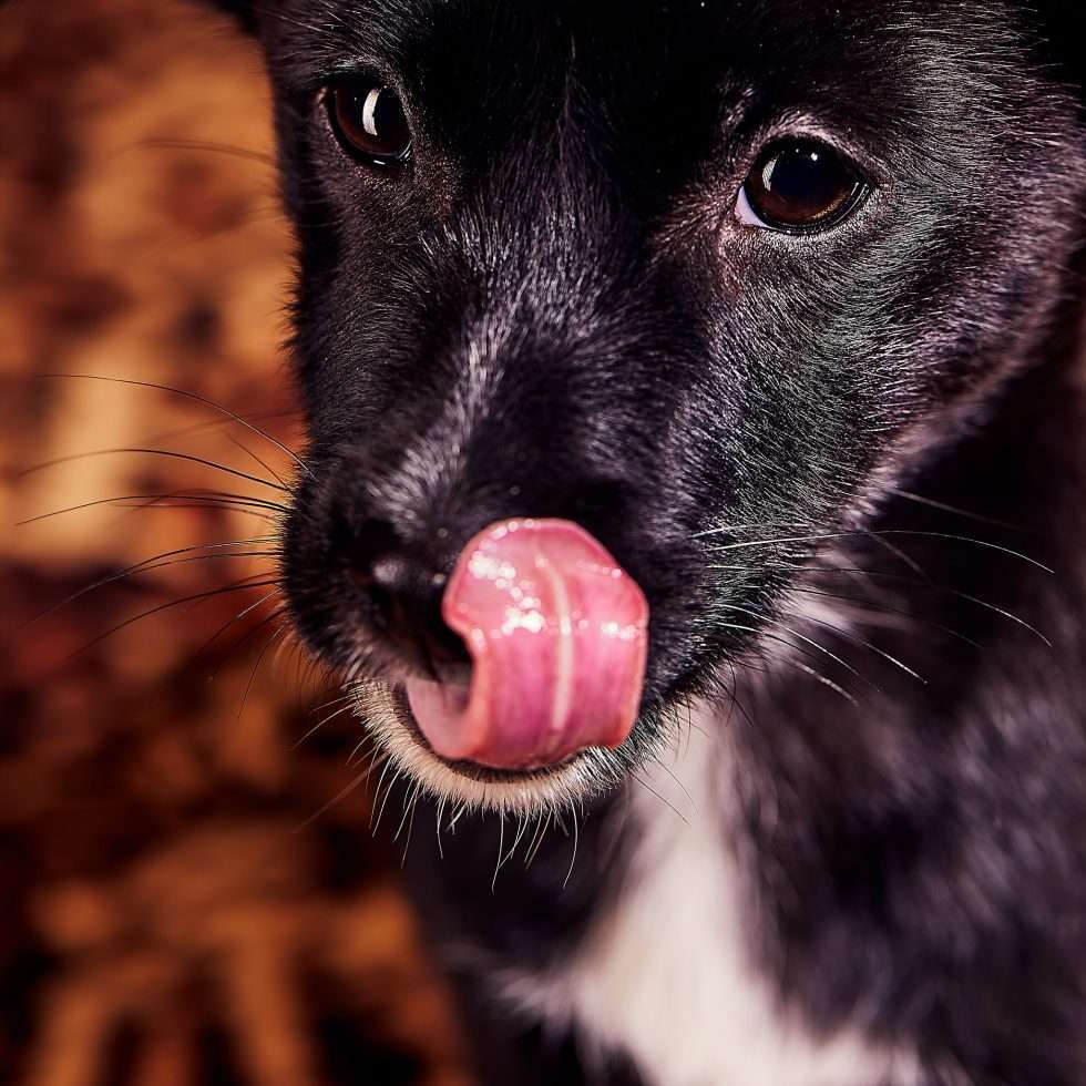 Calendrier chiens collaboration hppy nest centdegres 581