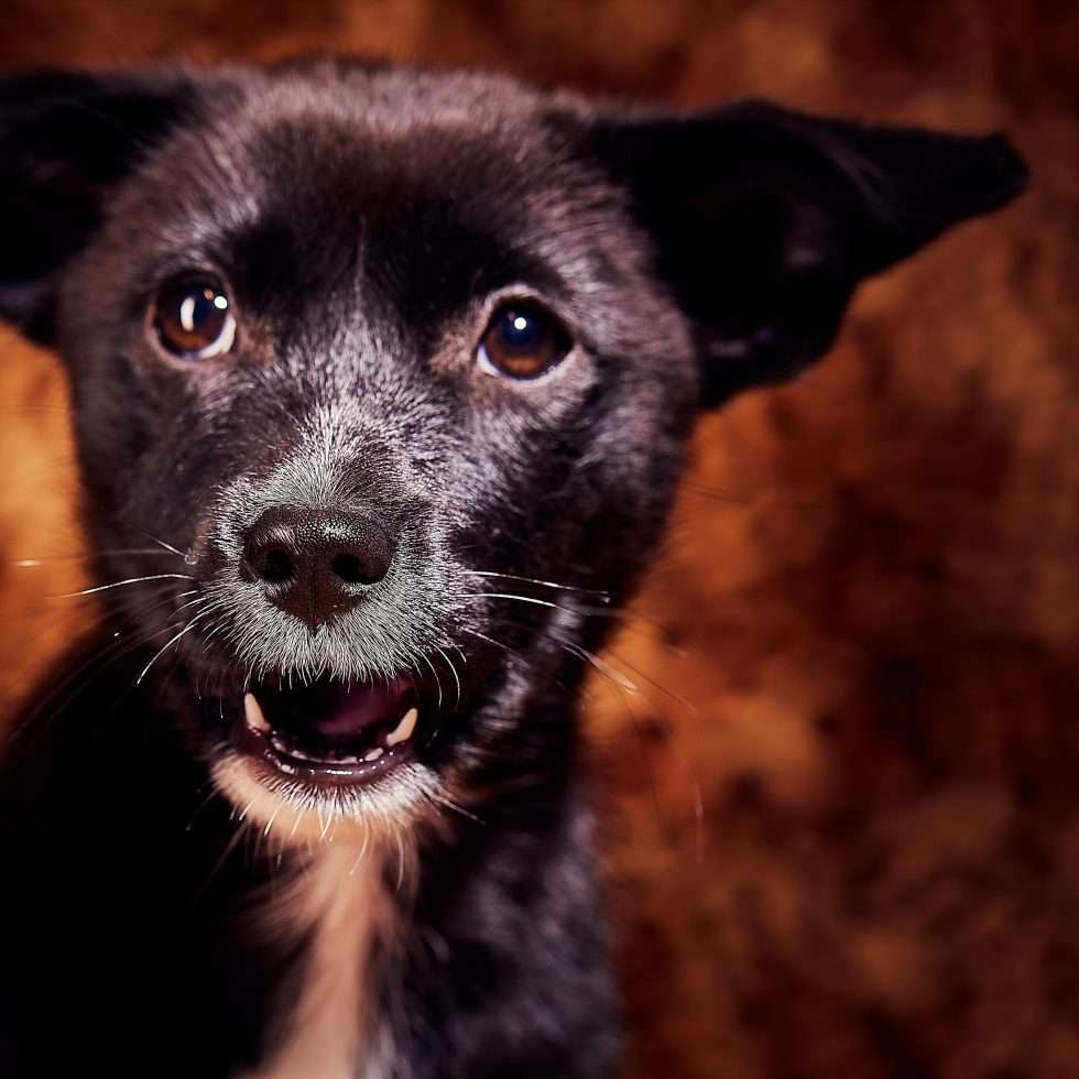 Calendrier chiens collaboration hppy nest centdegres 591