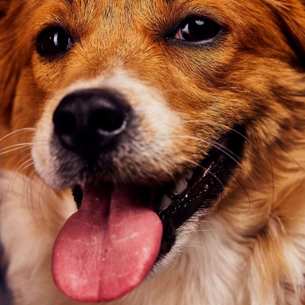 Calendrier chiens collaboration hppy nest centdegres 601