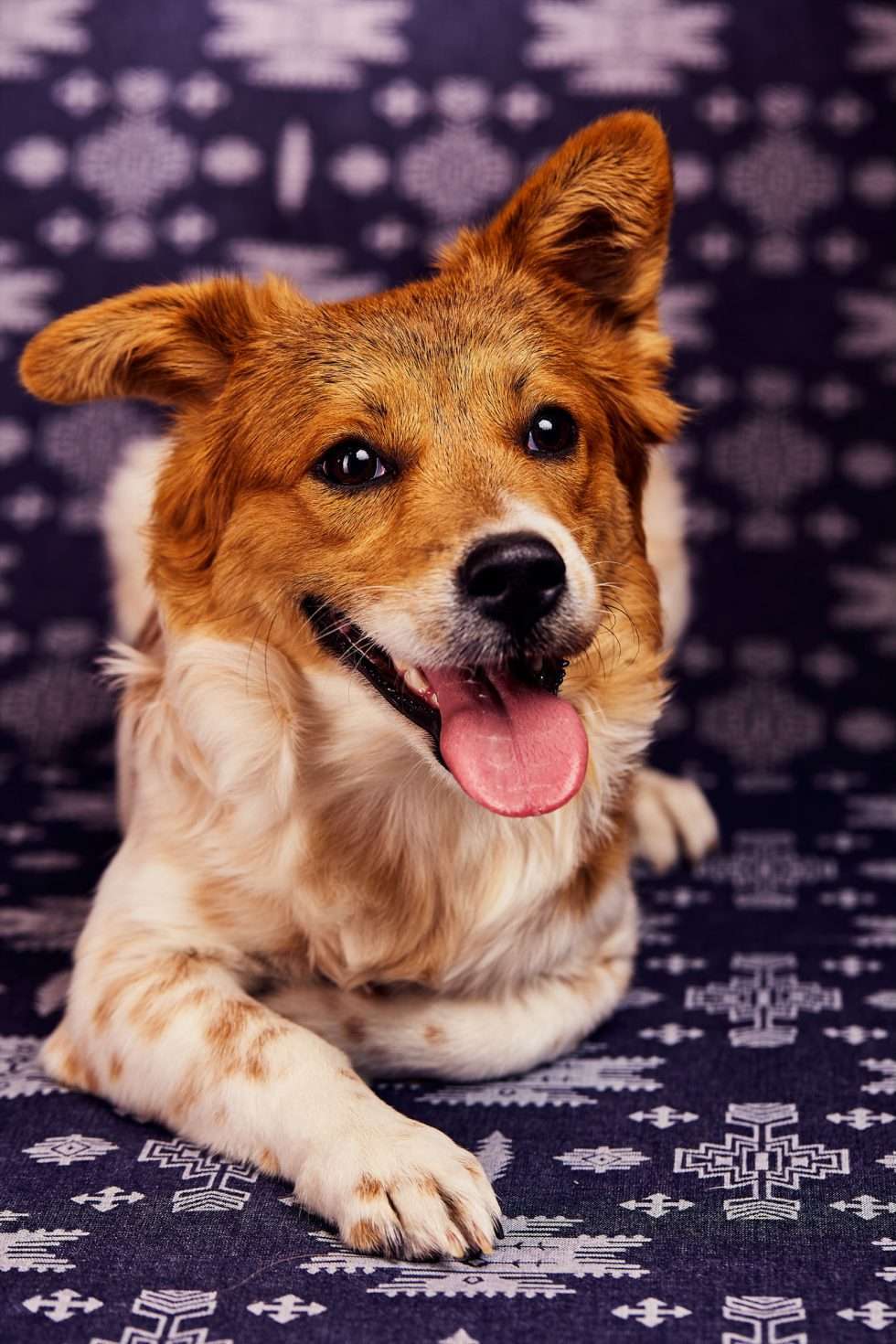 Calendrier chiens collaboration hppy nest centdegres 611