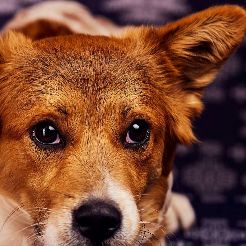 Calendrier chiens collaboration hppy nest centdegres 621