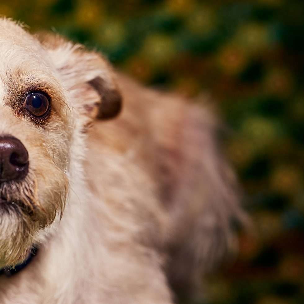 Calendrier chiens collaboration hppy nest centdegres 631