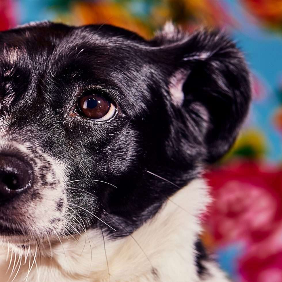 Calendrier chiens collaboration hppy nest centdegres 641