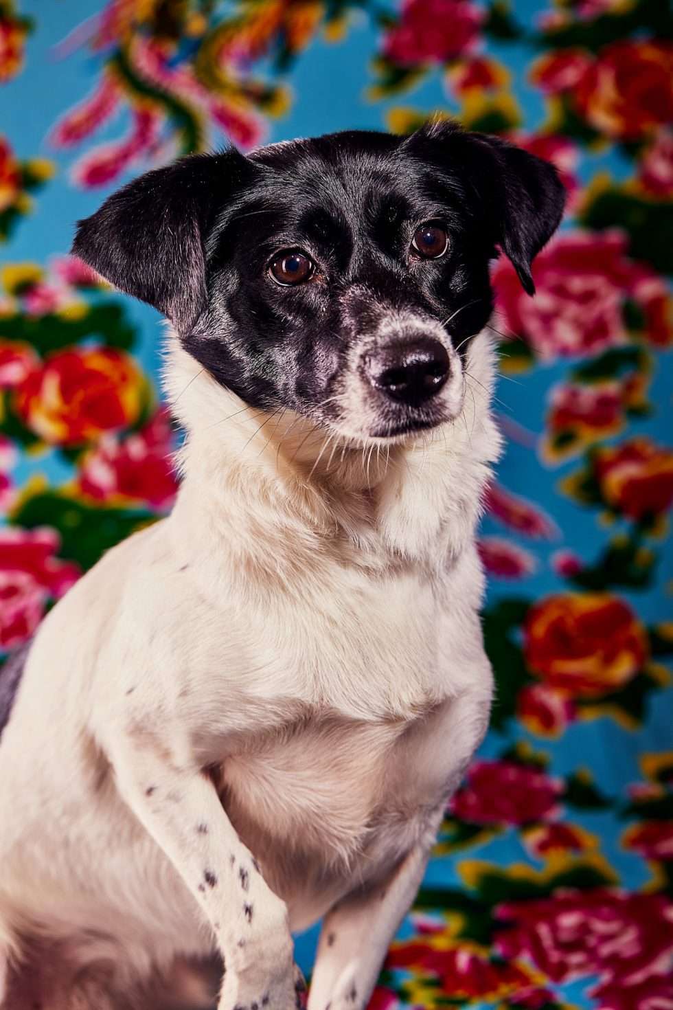 Calendrier chiens collaboration hppy nest centdegres 651