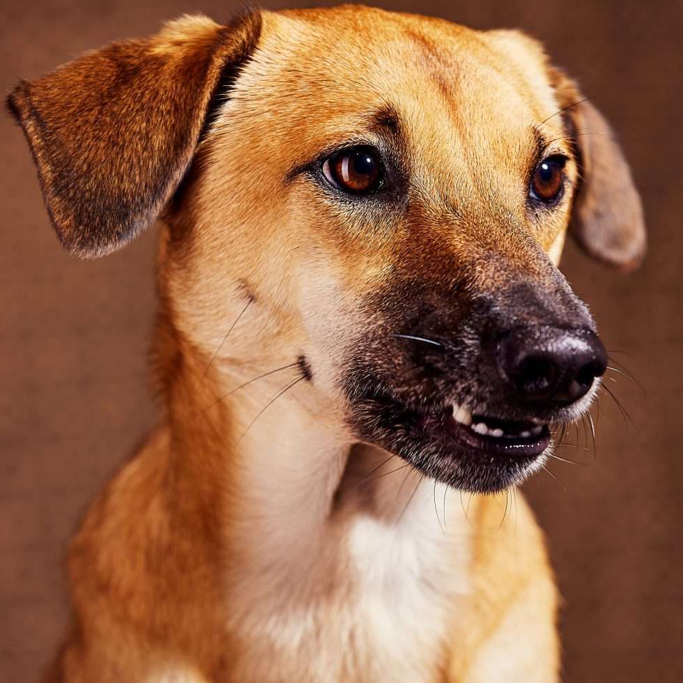 Calendrier chiens collaboration hppy nest centdegres 661