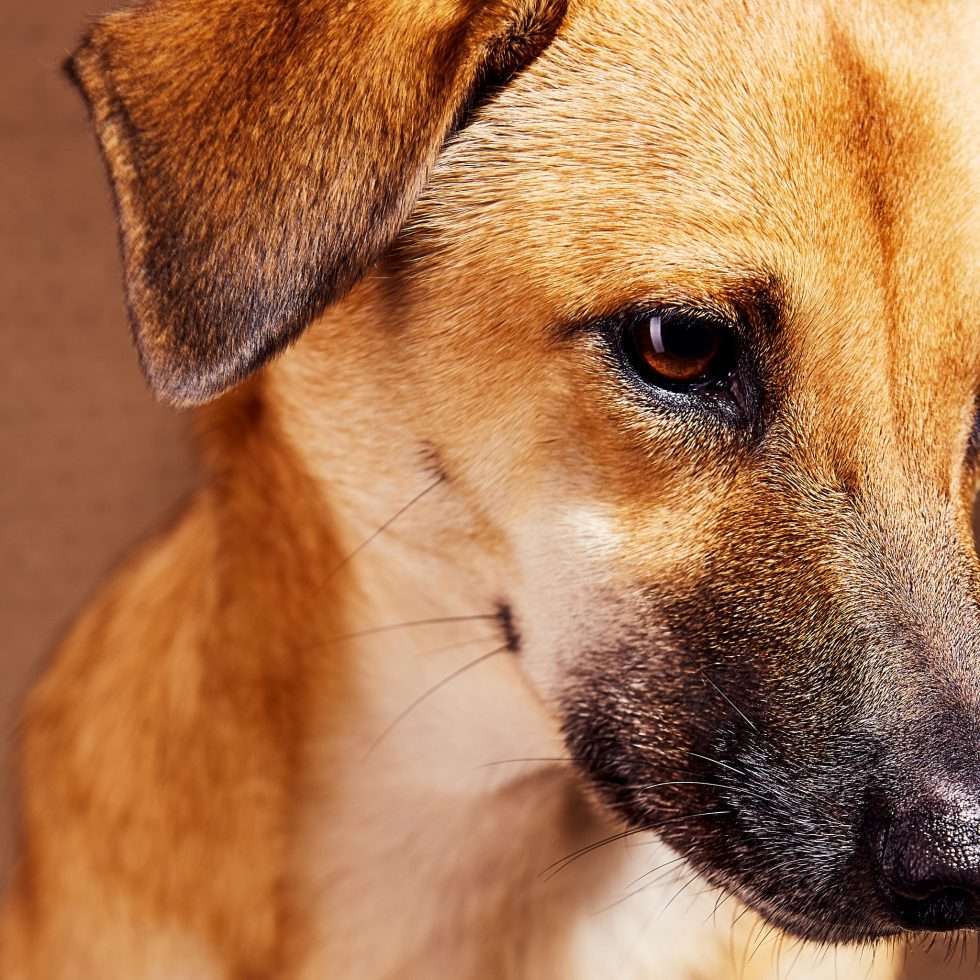 Calendrier chiens collaboration hppy nest centdegres 671