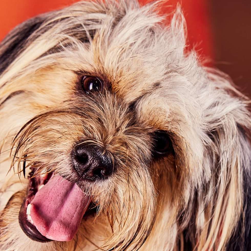 Calendrier chiens collaboration hppy nest centdegres 681