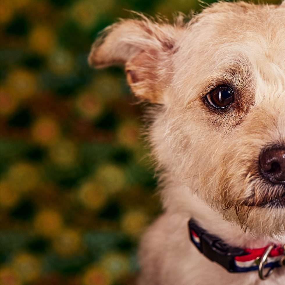 Calendrier chiens collaboration hppy nest centdegres 691