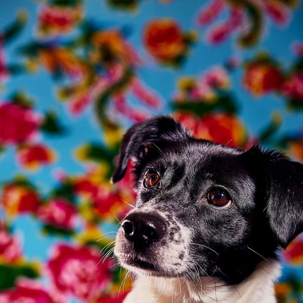 Calendrier chiens collaboration hppy nest centdegres 701