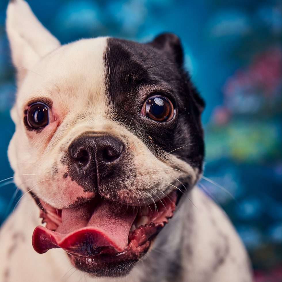 Calendrier chiens collaboration hppy nest centdegres 711