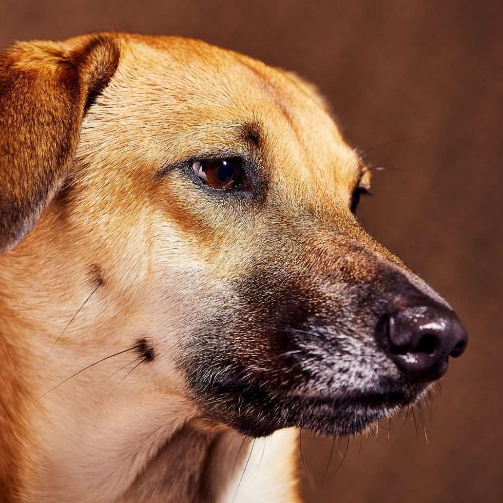 Calendrier chiens collaboration hppy nest centdegres 721