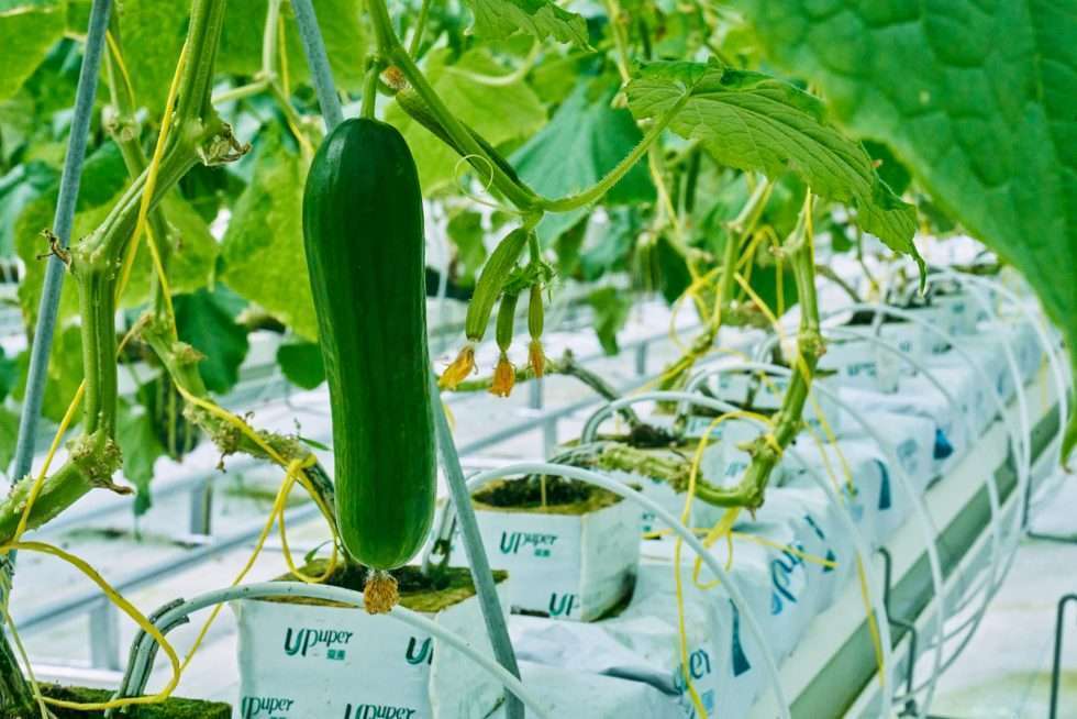 Upuper usine serre production chine 001