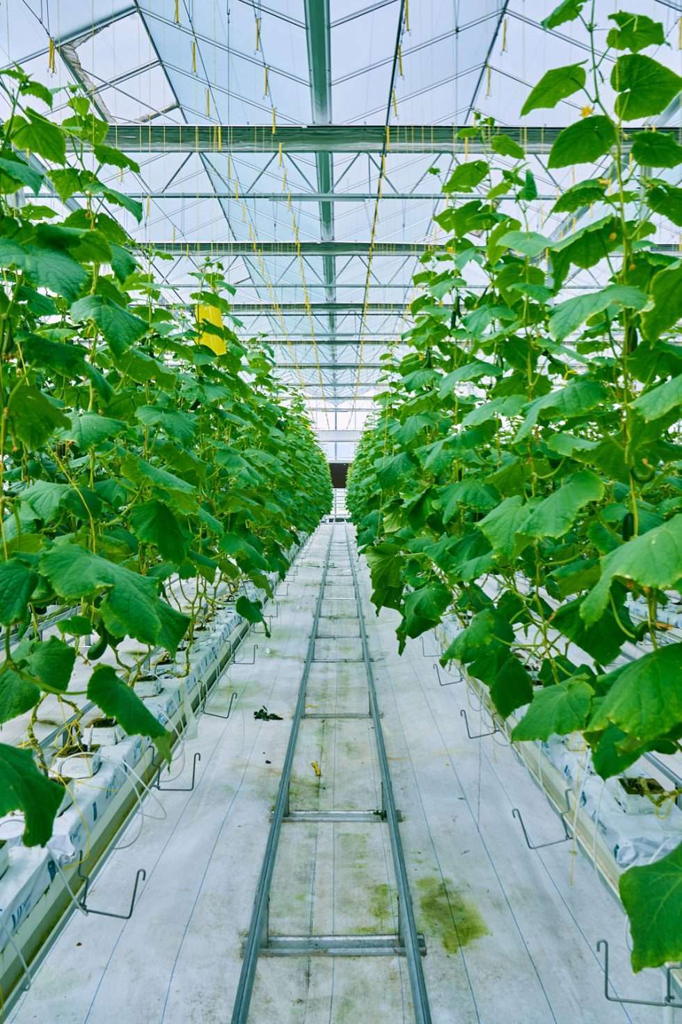 Upuper usine serre production chine 011