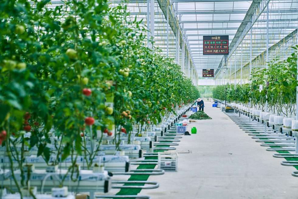 Upuper usine serre production chine 021