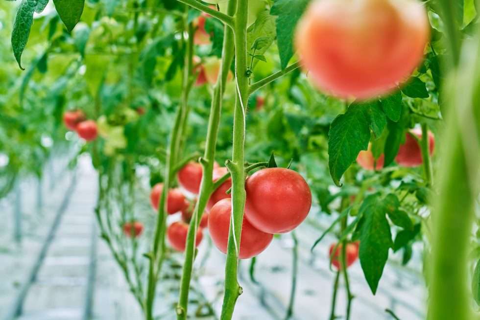 Upuper usine serre production chine 031