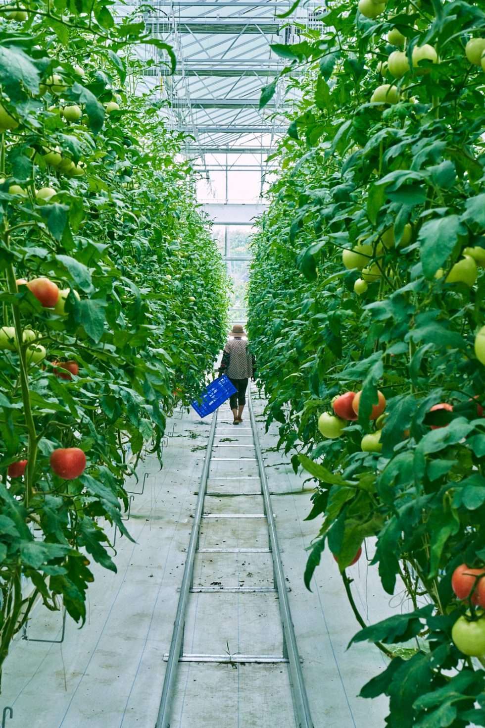 Upuper usine serre production chine 041