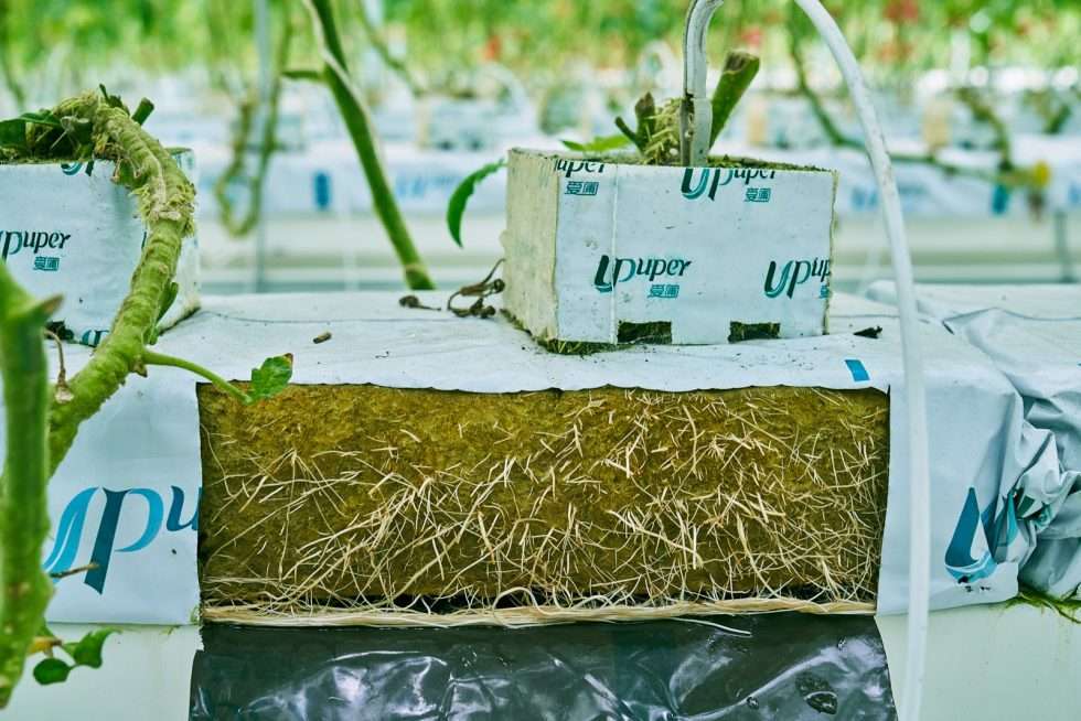 Upuper usine serre production chine 051