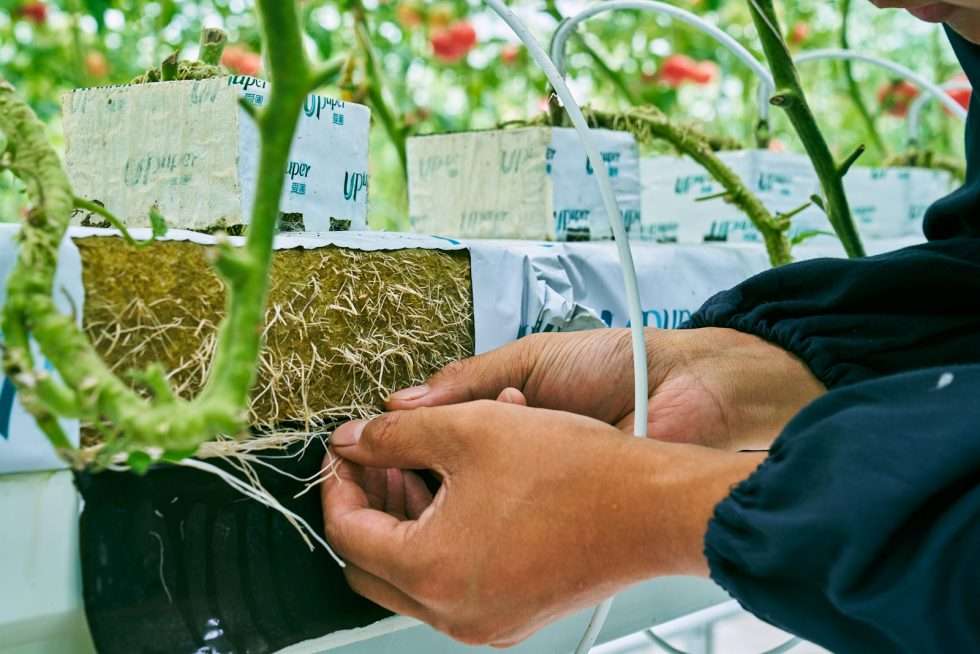 Upuper usine serre production chine 071