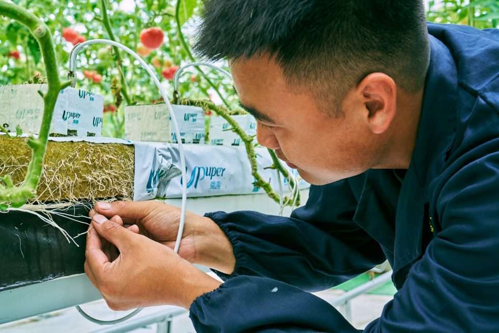 Upuper usine serre production chine 081