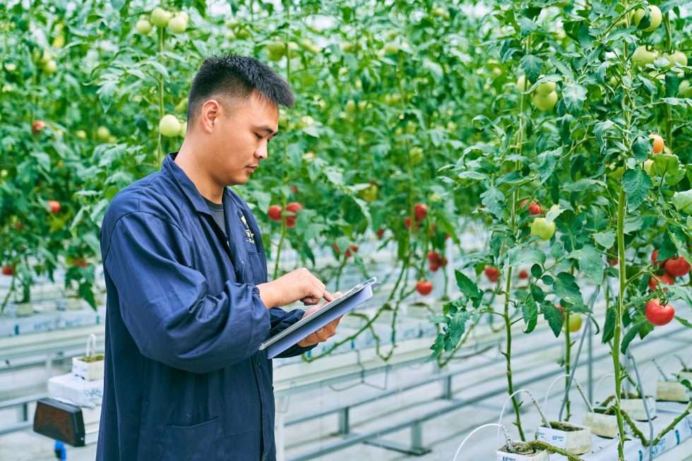 Upuper usine serre production chine 091