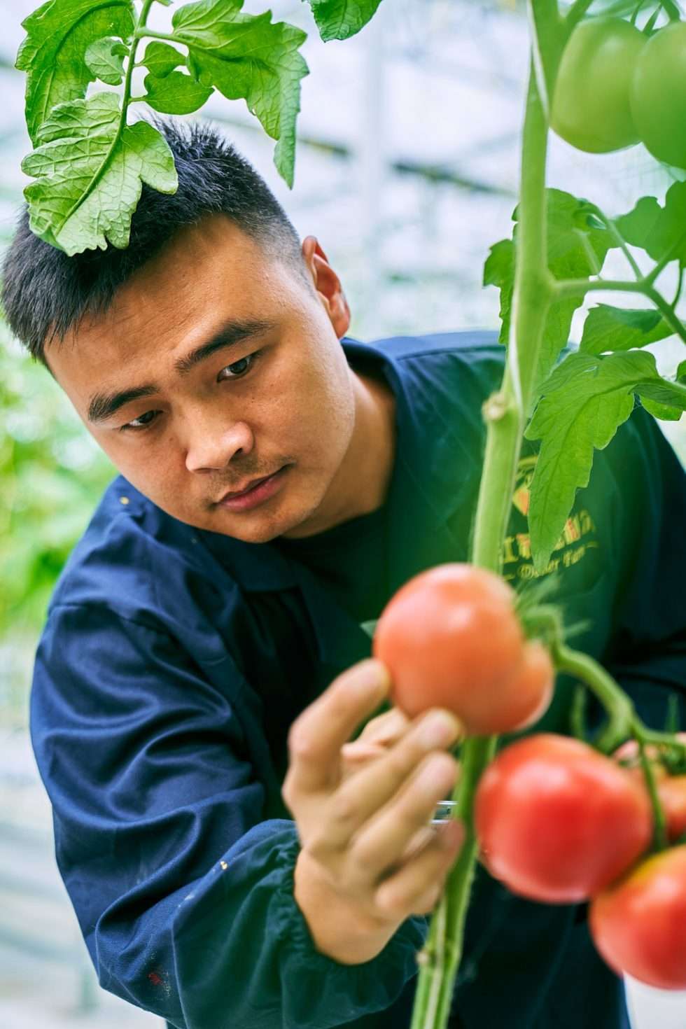 Upuper usine serre production chine 101