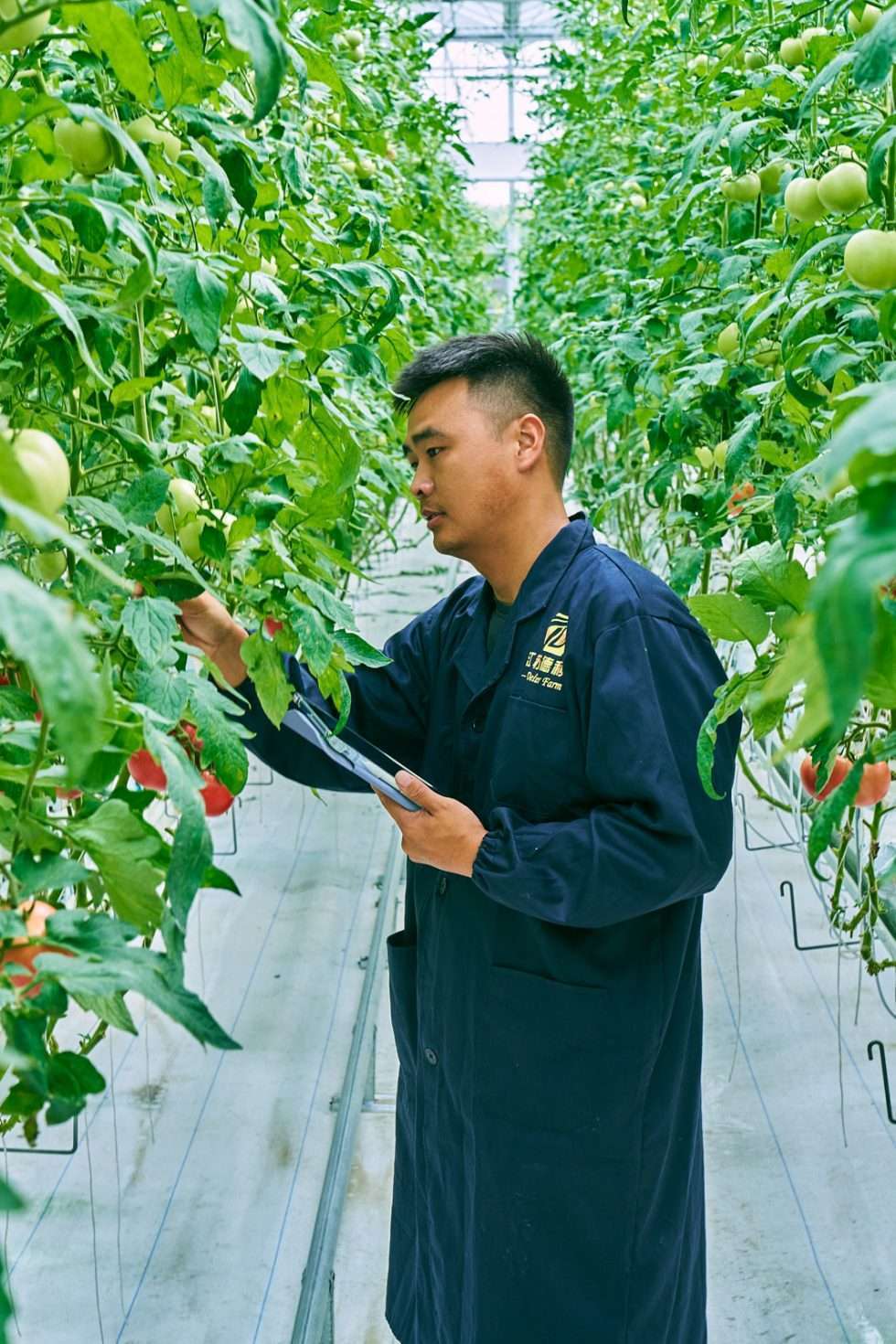 Upuper usine serre production chine 111