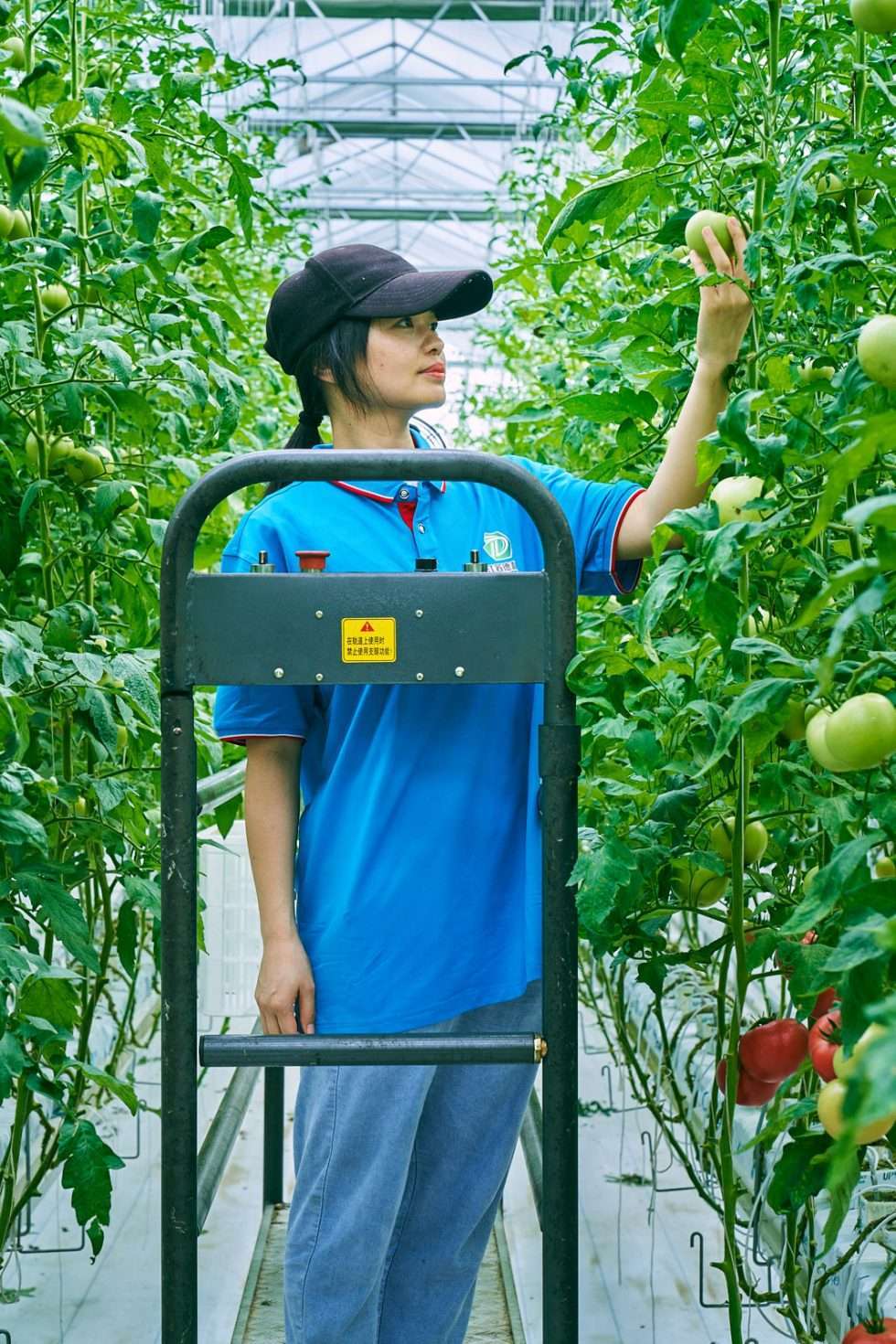 Upuper usine serre production chine 131