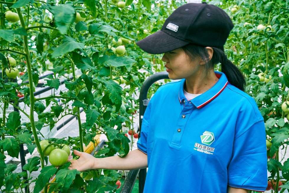 Upuper usine serre production chine 141