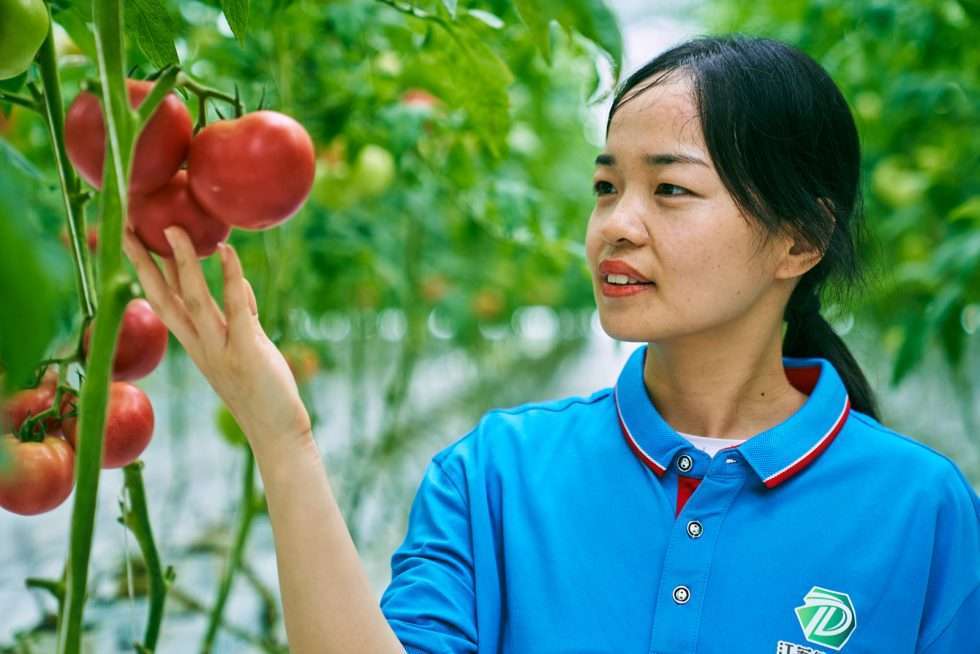 Upuper usine serre production chine 151