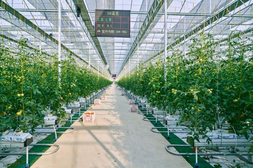 Upuper usine serre production chine 161