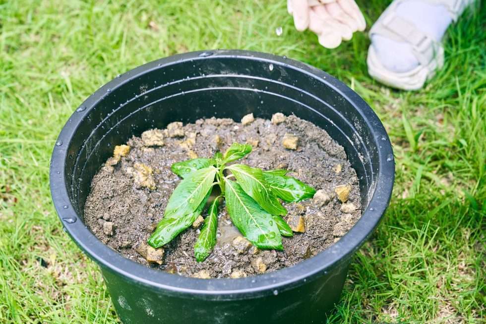 Upuper usine serre production chine 391