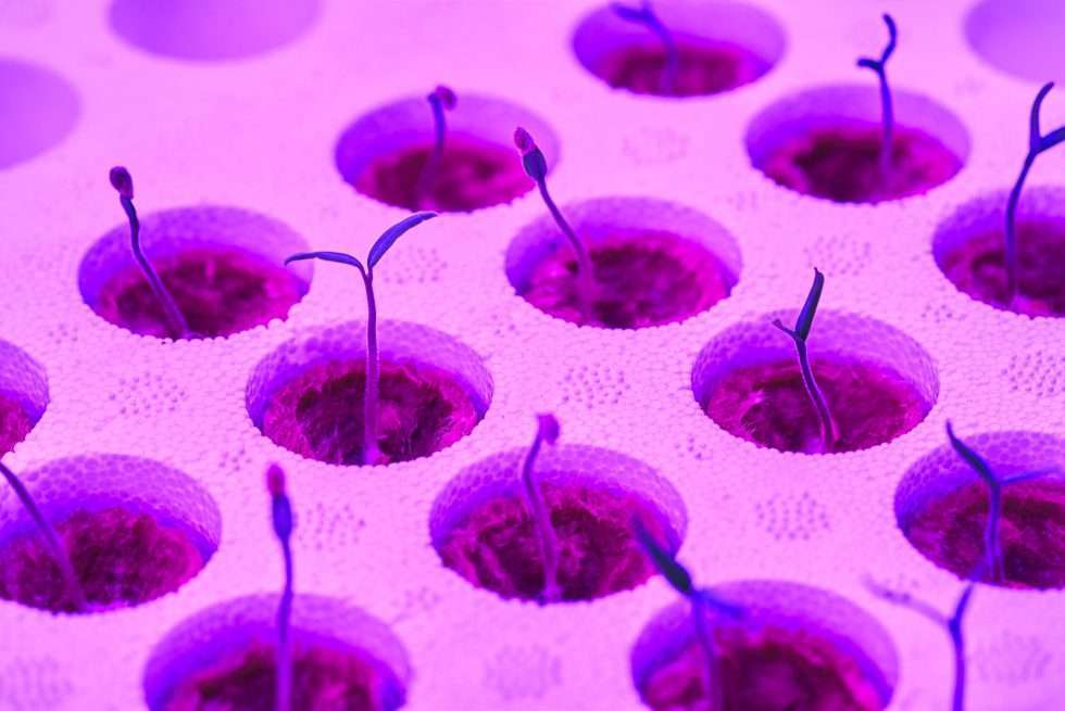 Upuper usine serre production chine 421