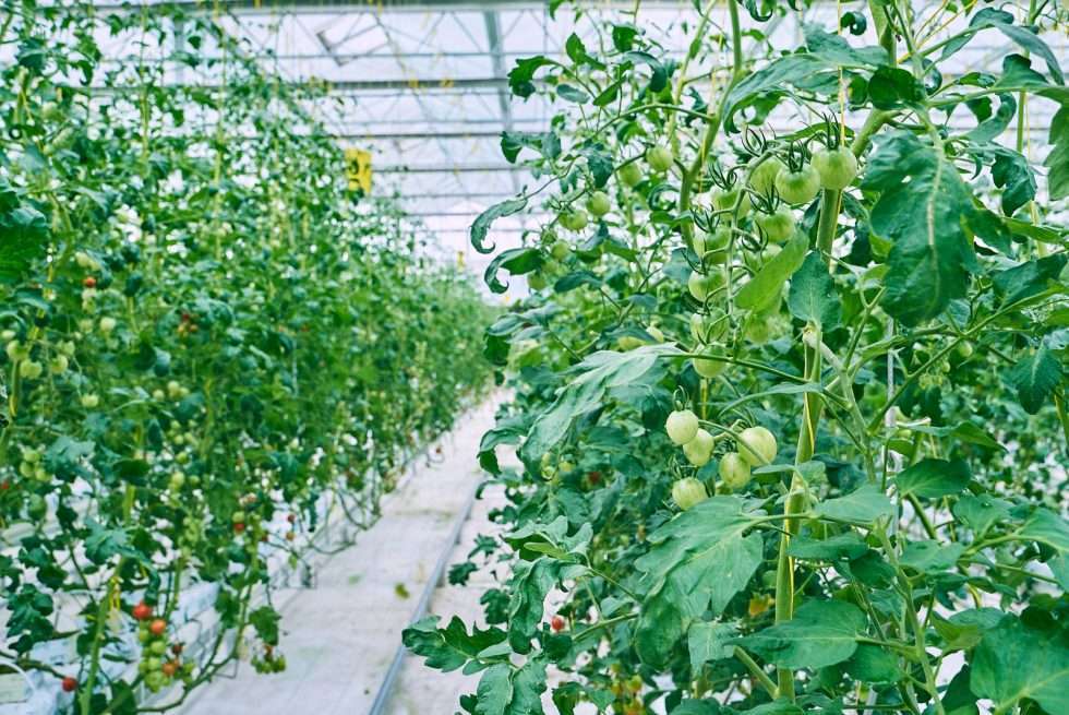 Upuper usine serre production chine 431