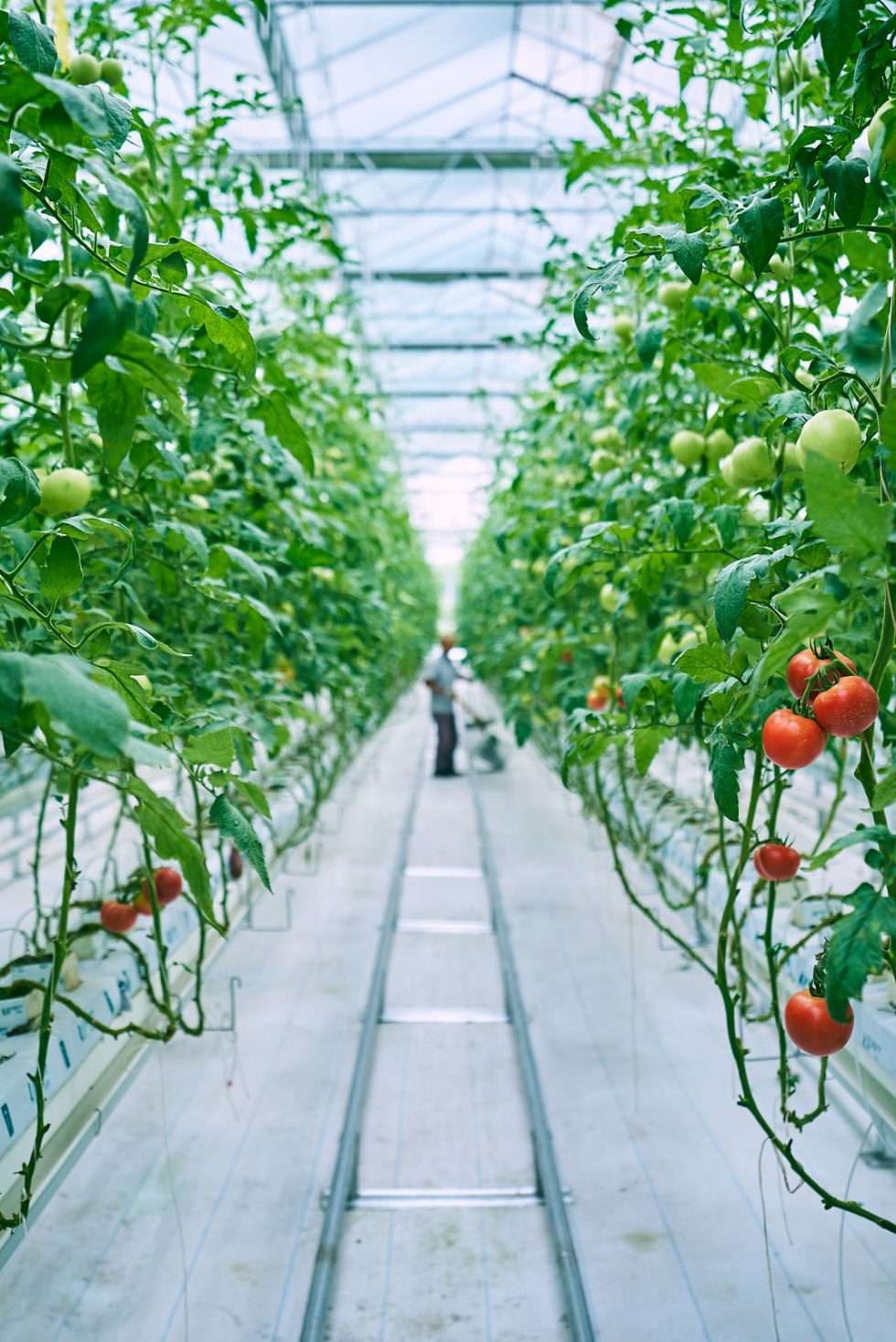 Upuper usine serre production chine 441