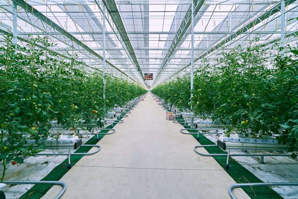 Upuper usine serre production chine 451