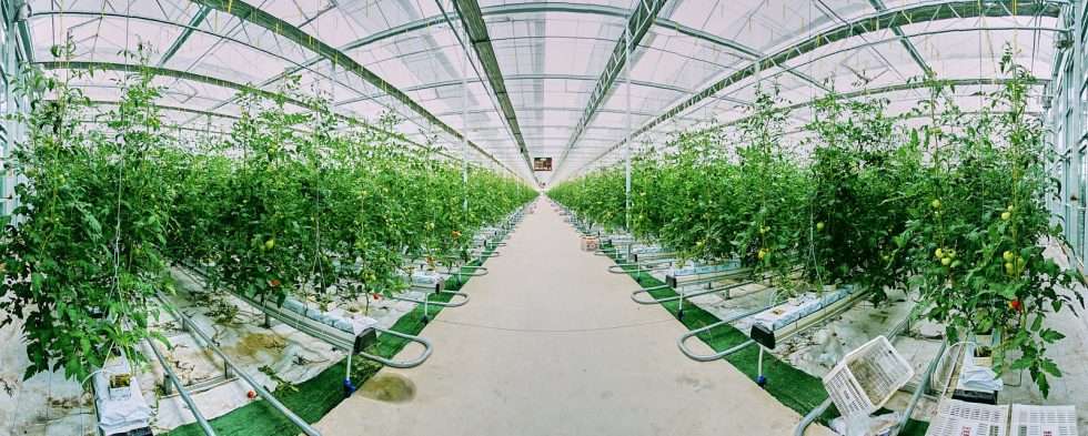 Upuper usine serre production chine 461