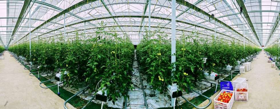 Upuper usine serre production chine 471