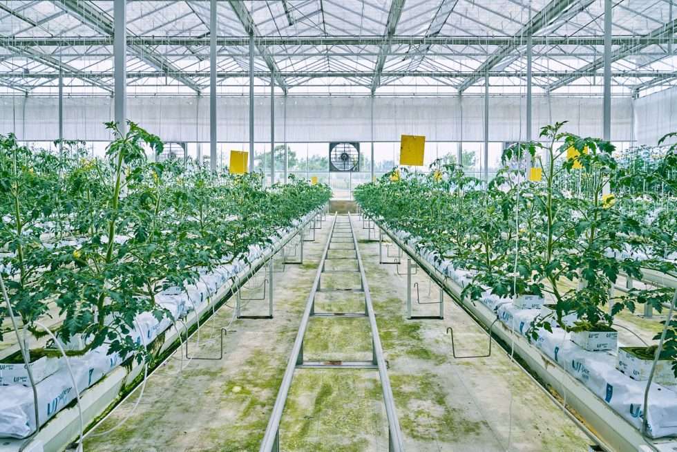 Upuper usine serre production chine 501