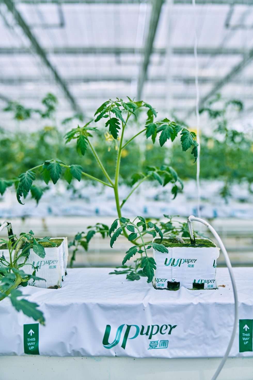 Upuper usine serre production chine 511