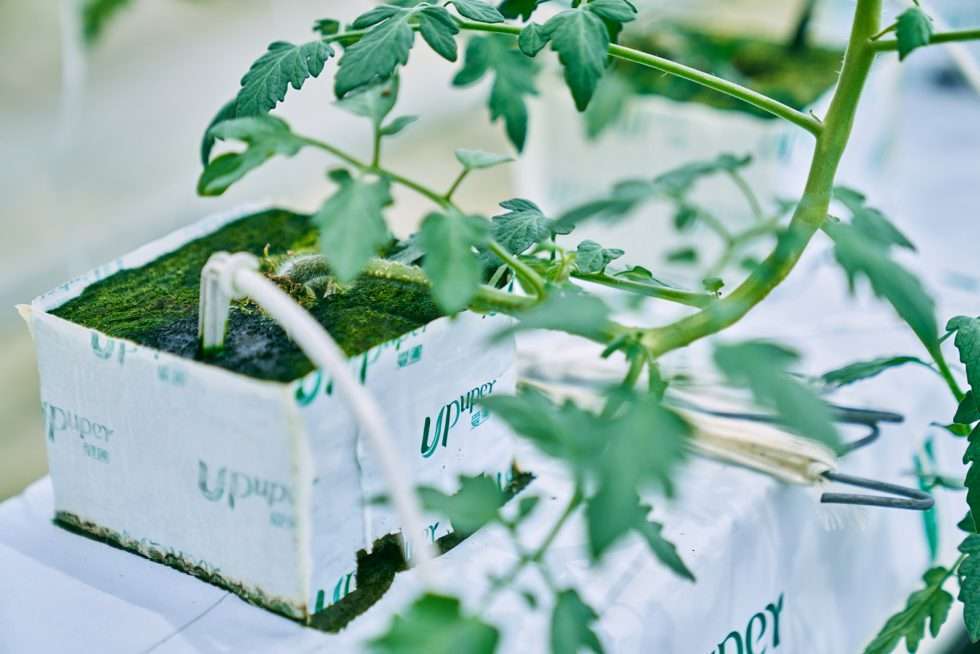 Upuper usine serre production chine 521