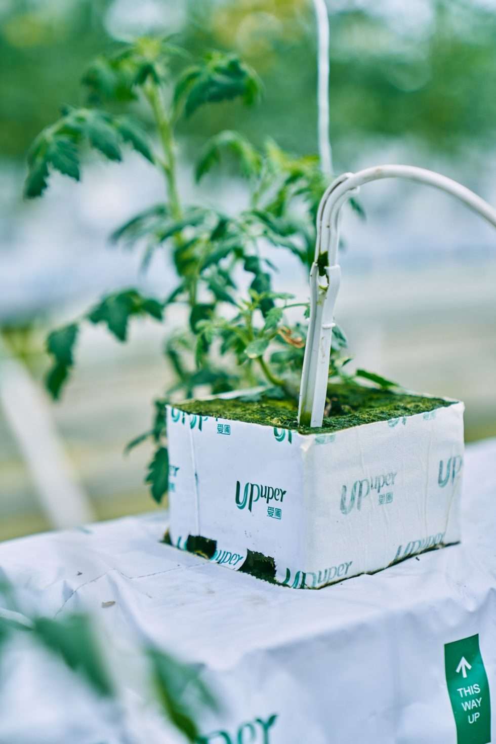 Upuper usine serre production chine 531