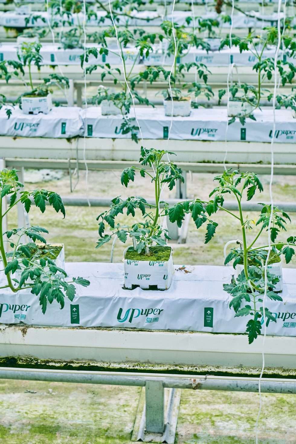 Upuper usine serre production chine 541